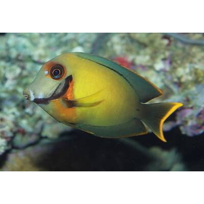 Acanthurus Pyroferus M