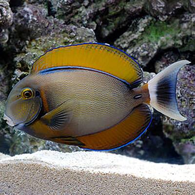 Acanthurus Bariene S