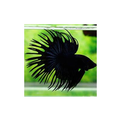 Betta Crowntail Black (male)