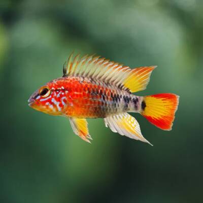 Apistogramma Macmasteri Red Mask L