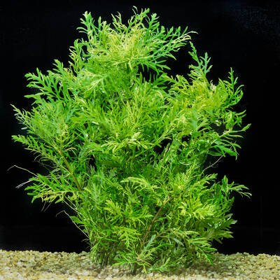 Stoffels Hygrophila Difformis