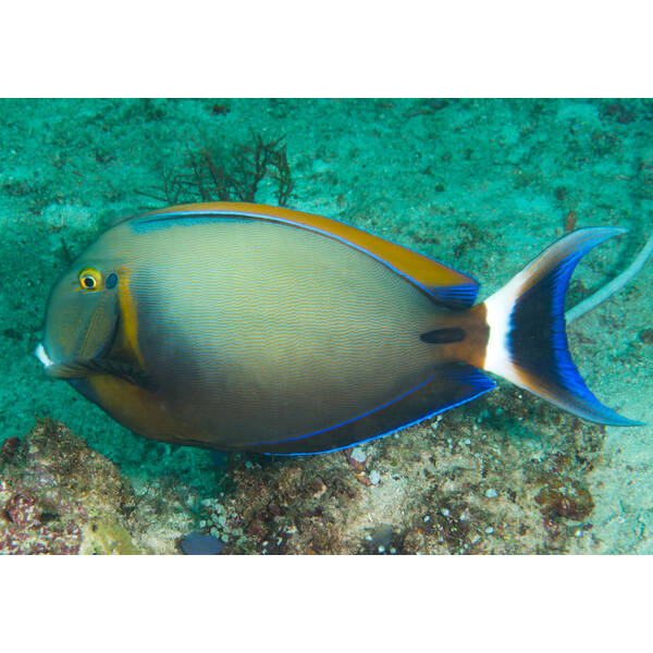 Acanthurus Bariene