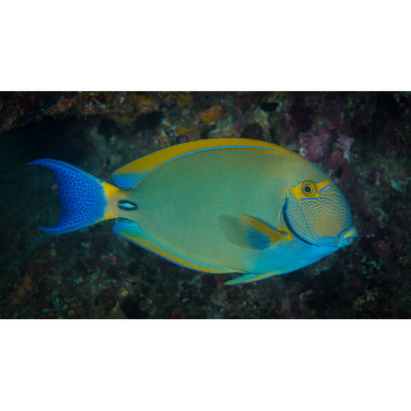 Acanthurus Dussumieri M