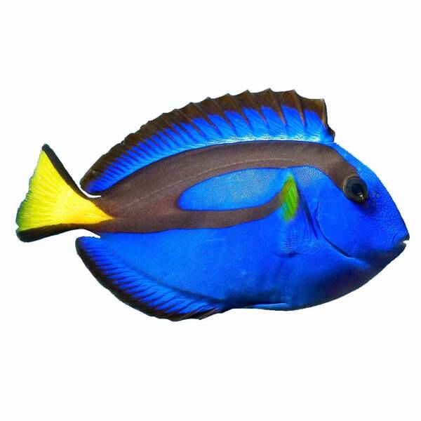 Paracanthurus Hepatus M