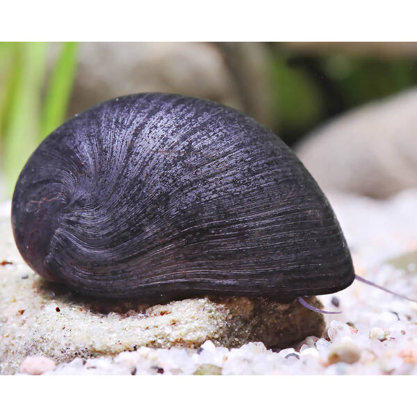 Neritina Puligera Snail