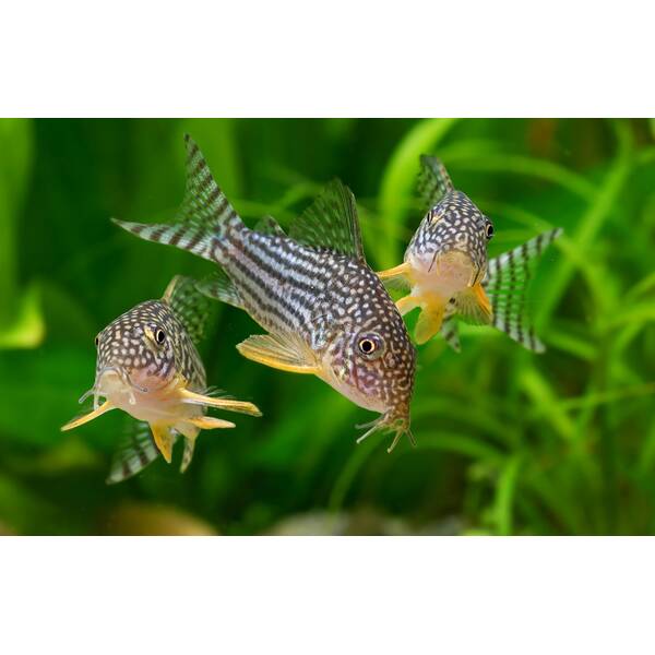 Corydoras Sterbai