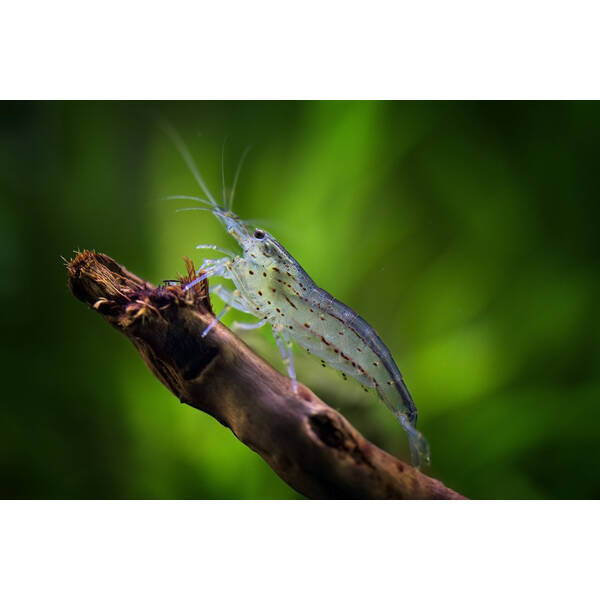 Caridina Japonica