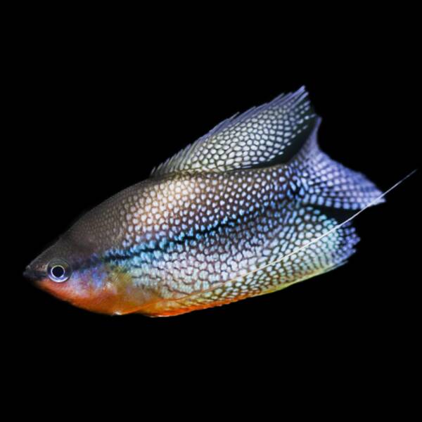 Gourami Pearl 5-6cm