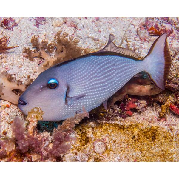 Xanthichthys auromarginatus female