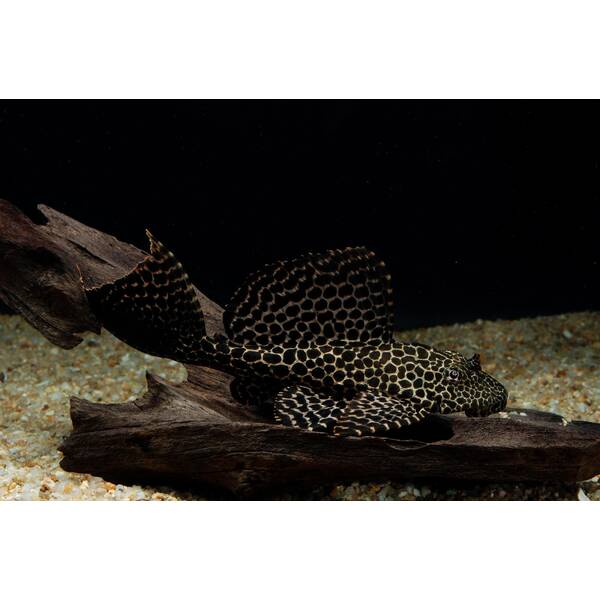 Plecostomus Gibbiceps