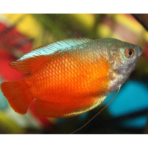 Gourami Dwarf Blood Red Male