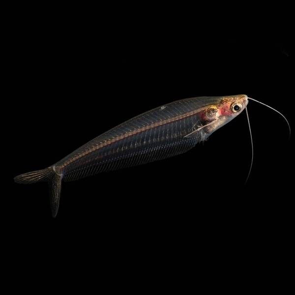 Glass Catfish 4-6cm