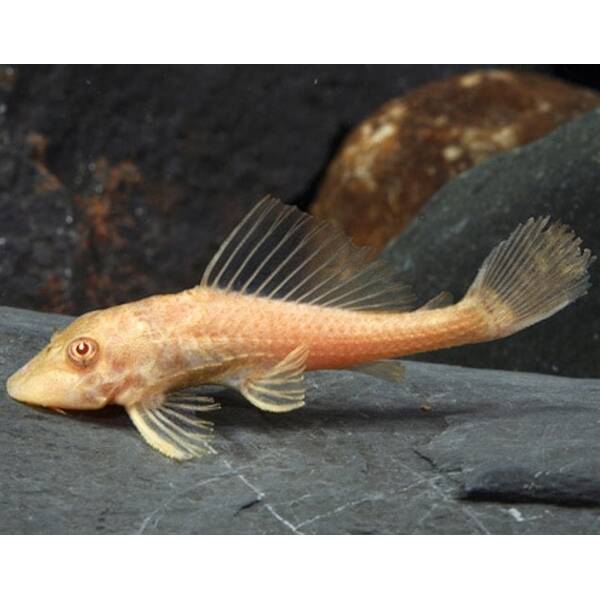 Hypostomus Plecostomus Albino 6-7cm