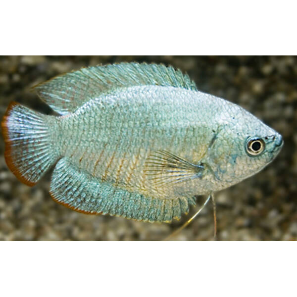 Gourami Cobalt Blue Dwarf Male