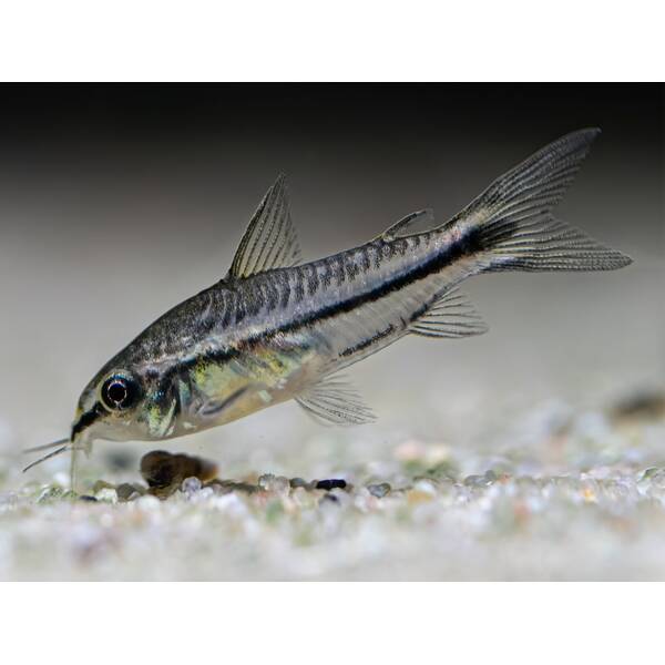 Corydoras Pygmaeus