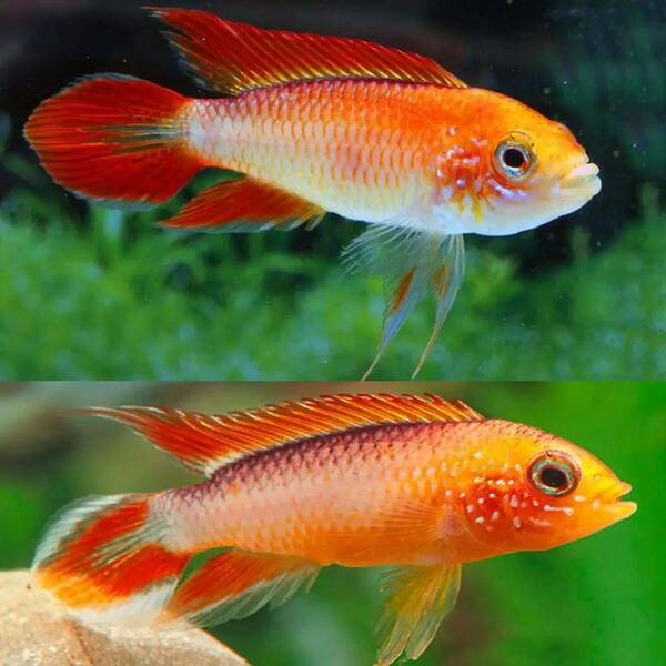 Apistogramma agassizii fire red 3-4cm