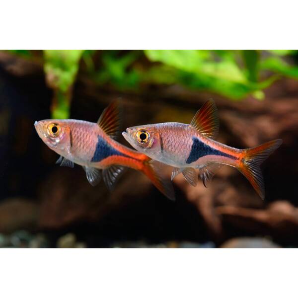 Rasbora Heteromorpha