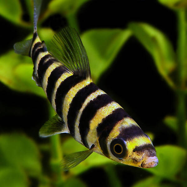 Leporinus Fasciatus