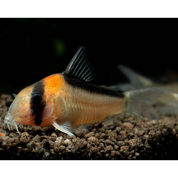 Corydoras Adolfoi