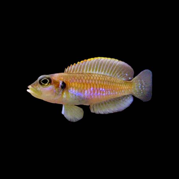 Lamprologus Ocellatus Gold 2.5-3cm