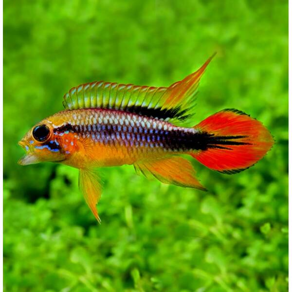 Apistogramma Agassizii Double Red 3.5-4cm