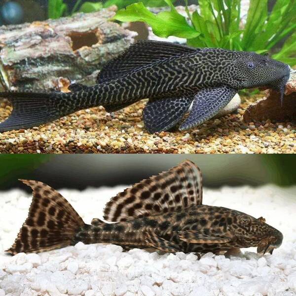 Hypostomus Plecostomus L