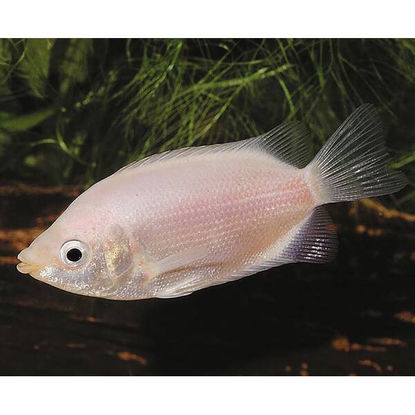 Helostoma Temmincki (kissing gourami)