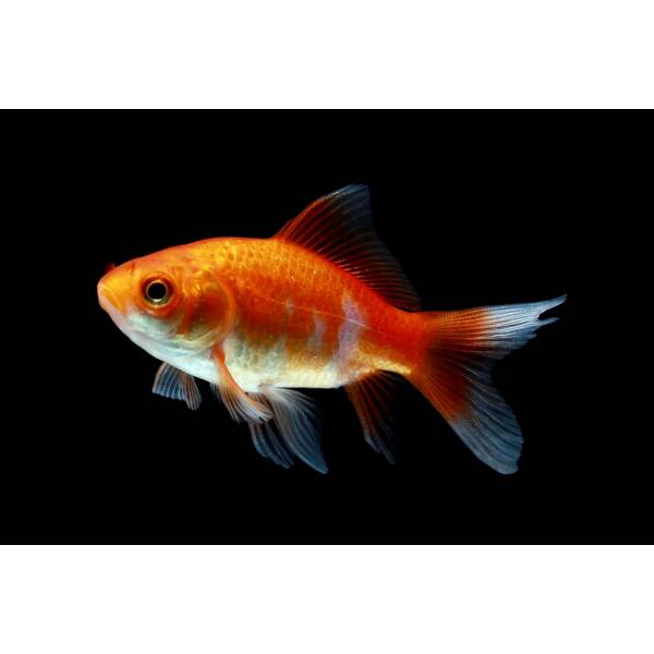 Goldfish Comet 4-7cm