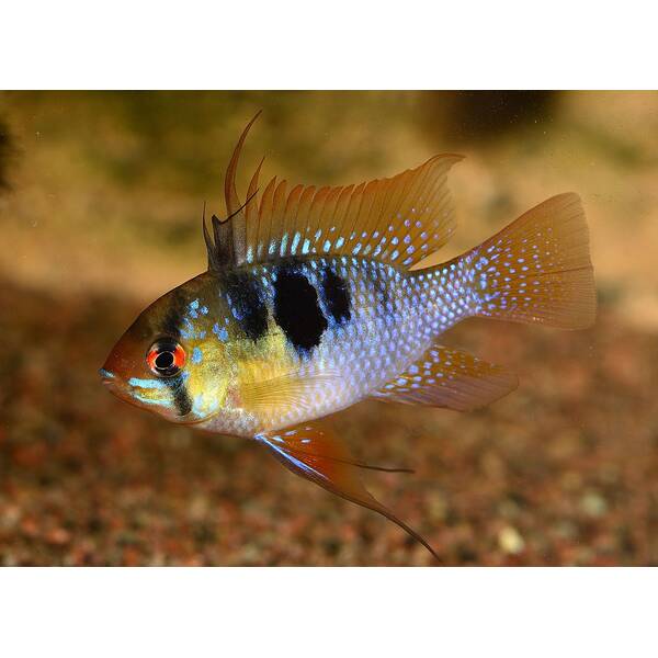 Mikrogeophagus Ramirezi