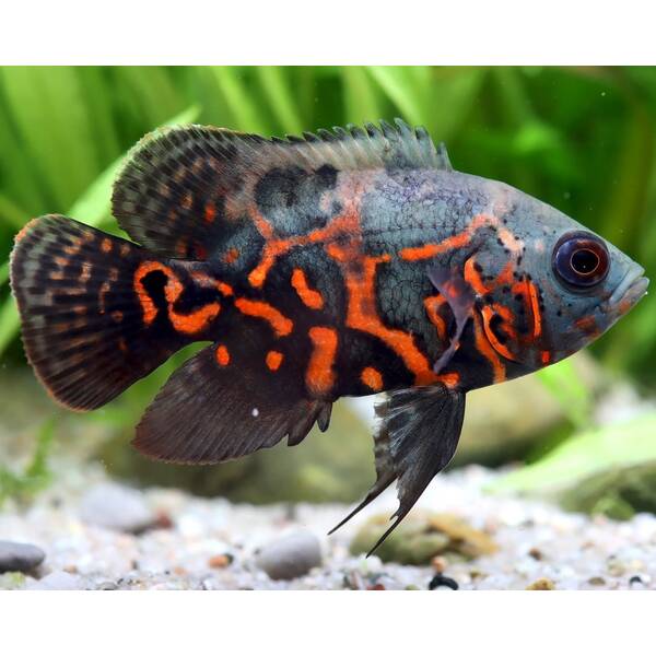 Astronotus Ocellatus Tiger 5-6cm