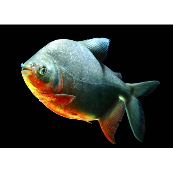 Pacu Red Belly 10cm