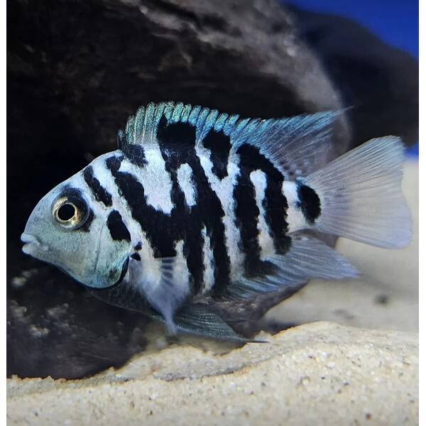 Amatitlania Nigrofasciata Coral Blue 3-4cm