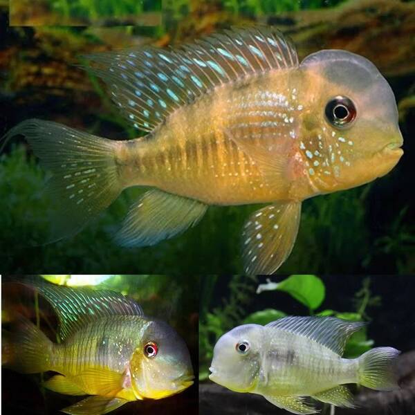 Gymnogeophagus balzanii 5-6cm