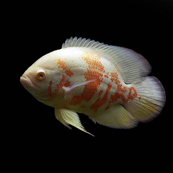 Astronotus Ocellatus Tiger Albino 5-6cm