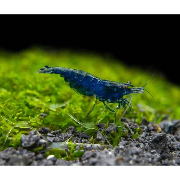 Neocaridina Heteropoda Blue Diamond