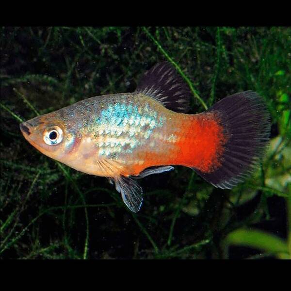 Platy Rainbow