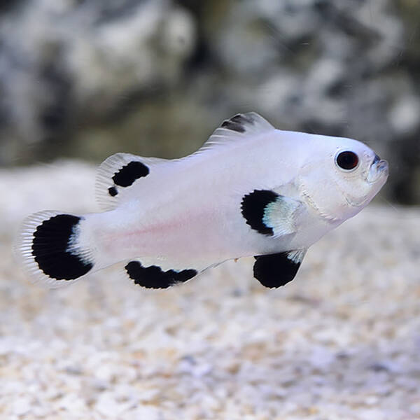 Amphiprion Ocellaris Snow Storm