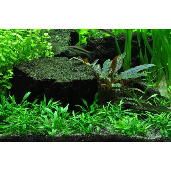 Stoffels Cryptocoryne Parva