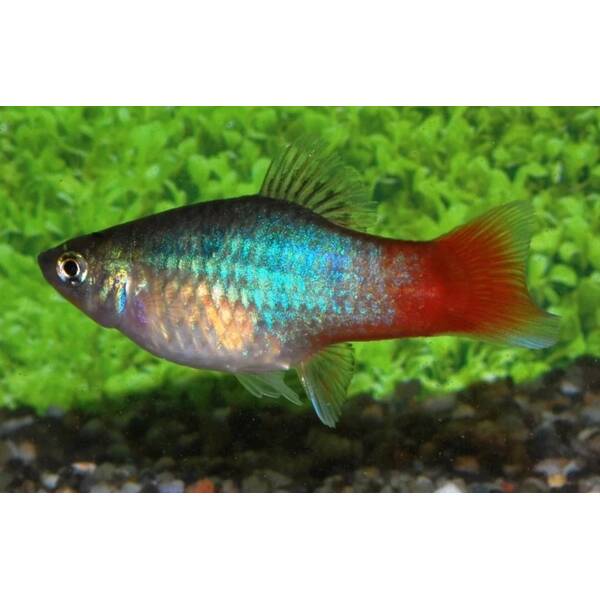 Platy Blue Redtail M