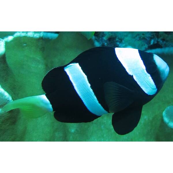 Amphiprion clarkii (Black) - DJM Bred