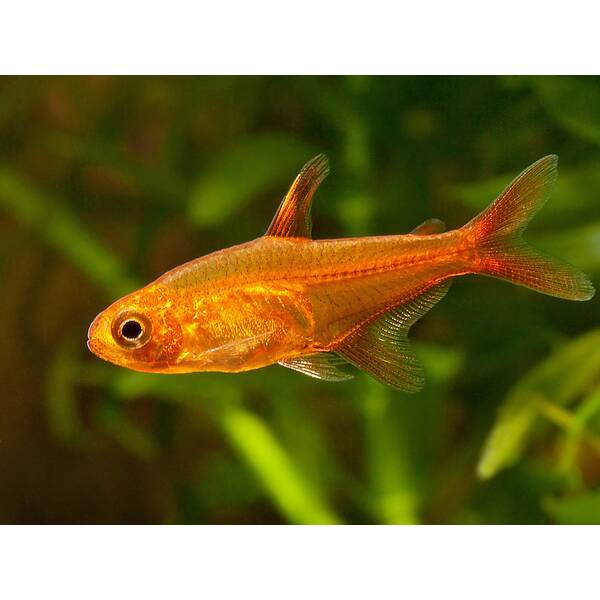 Hyphessobrycon Amandae (Ember Tetra)