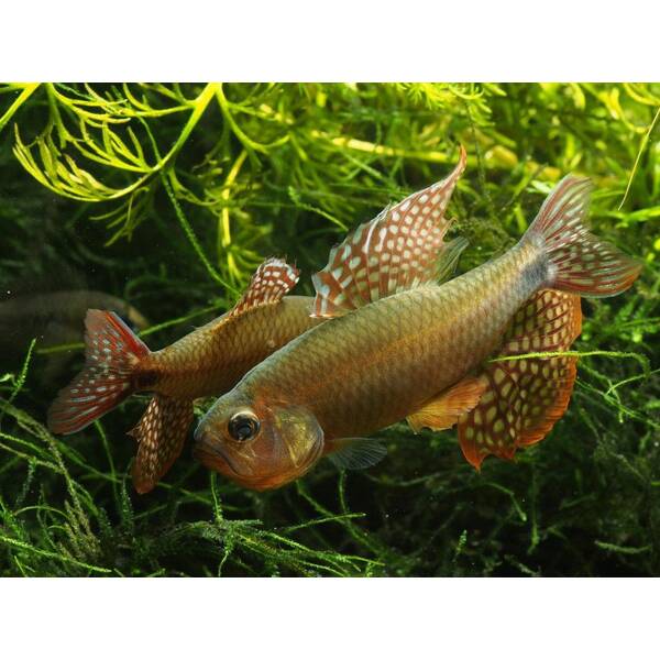 Sailfin Tetra L