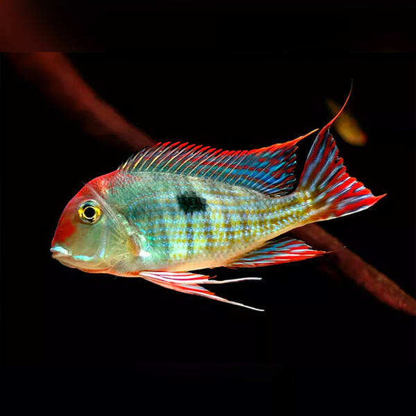 Geophagus Tapajos Red 8-9cm