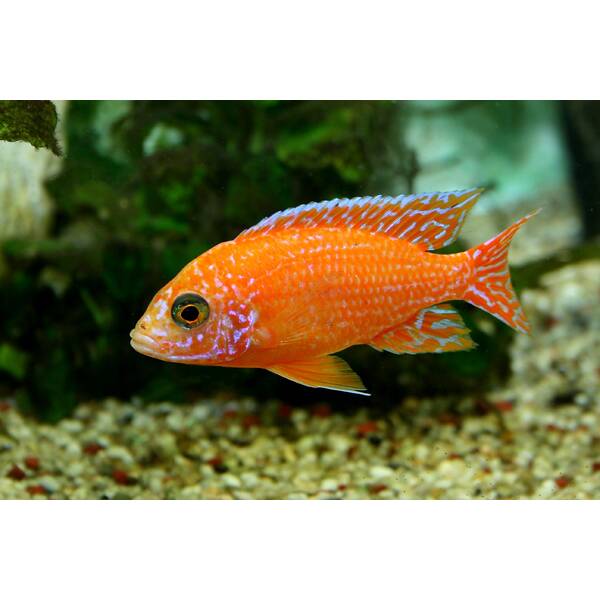 Aulonocara Red Dragon 6-7cm