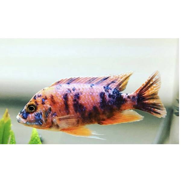 Aulonocara Orange Blanche Male 7-8cm