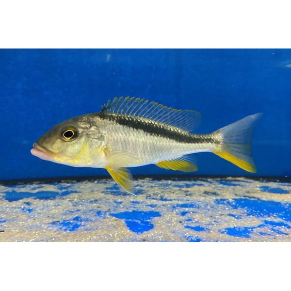 Buccochromis Rhoadesii Yellow 6-7cm