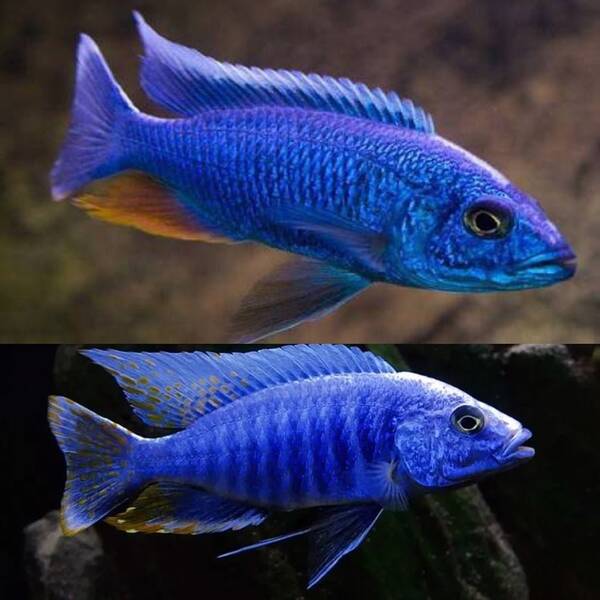 Haplochromis Fryeri "Iceberg"  7-8cm