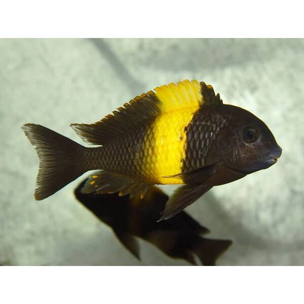 Tropheus Moorii Kiriza 4-5cm