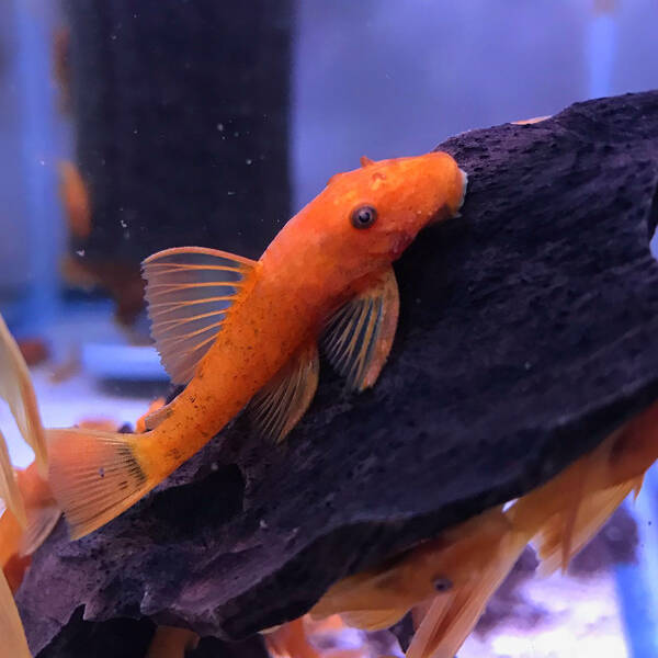 Ancistrus Super Red 2.5-3cm