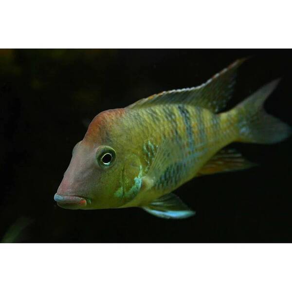 Geophagus Steindachneri S